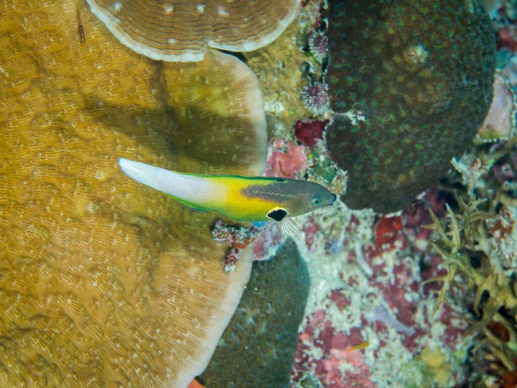 Image of Allen's tubelip wrasse