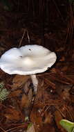 Image of Fool's Mushroom