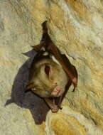 Image of Diadem Horseshoe-bat