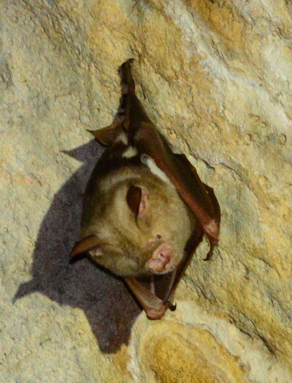 Hipposideros diadema (É. Geoffroy Saint-Hilaire 1813) resmi