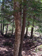 Image of Gray birch