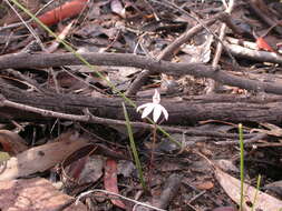 Image of Dusky fingers orchid