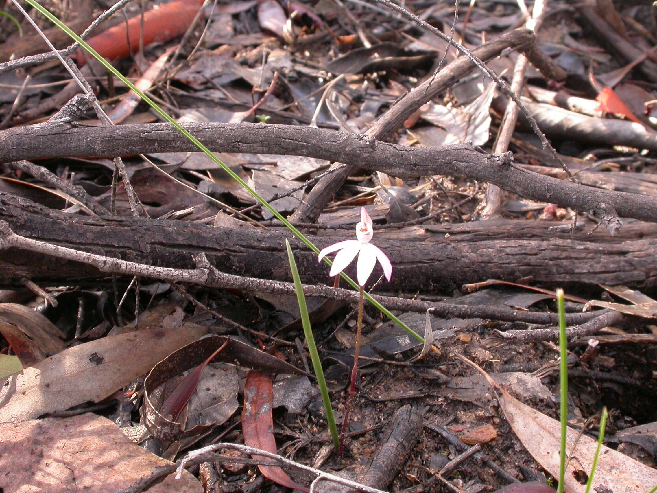 Image of Dusky fingers orchid