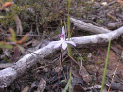 Image of Dusky fingers orchid