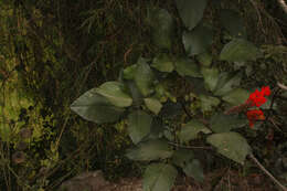 Image of Erythrina edulis Micheli