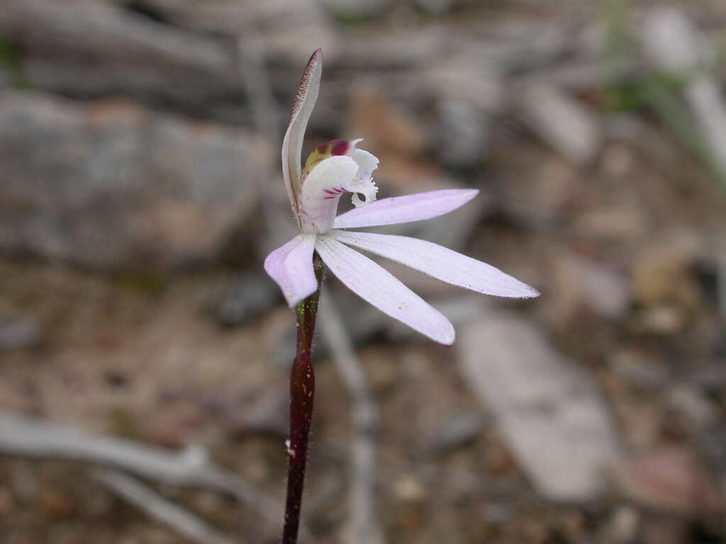 Image of Dusky fingers orchid