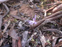 Image of Dusky fingers orchid