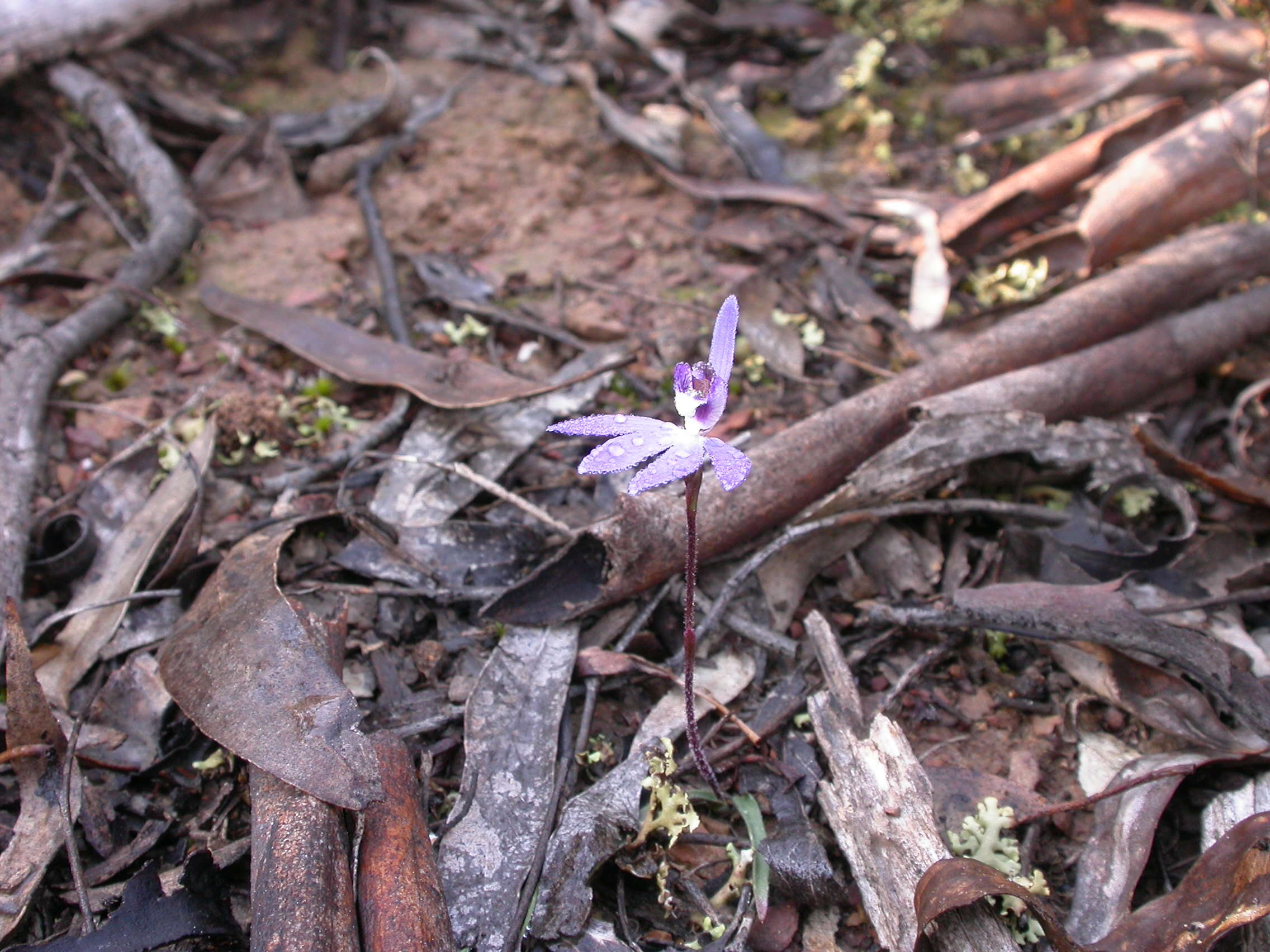 Image of Dusky fingers orchid