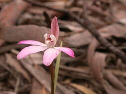 Caladenia fuscata (Rchb. fil.) M. A. Clem. & D. L. Jones的圖片