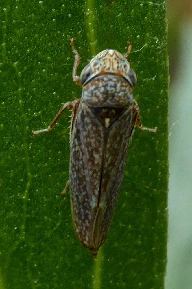 Image of Graphocephala confluens (Uhler 1861)