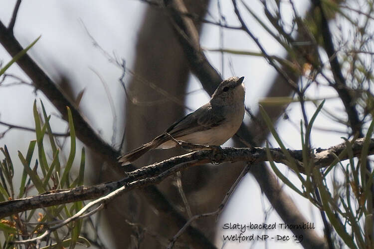 Image of Slaty-backed Thornbill