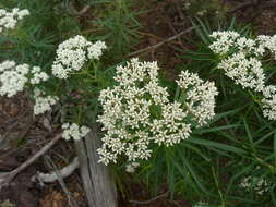 Cassinia longifolia R. Br. resmi