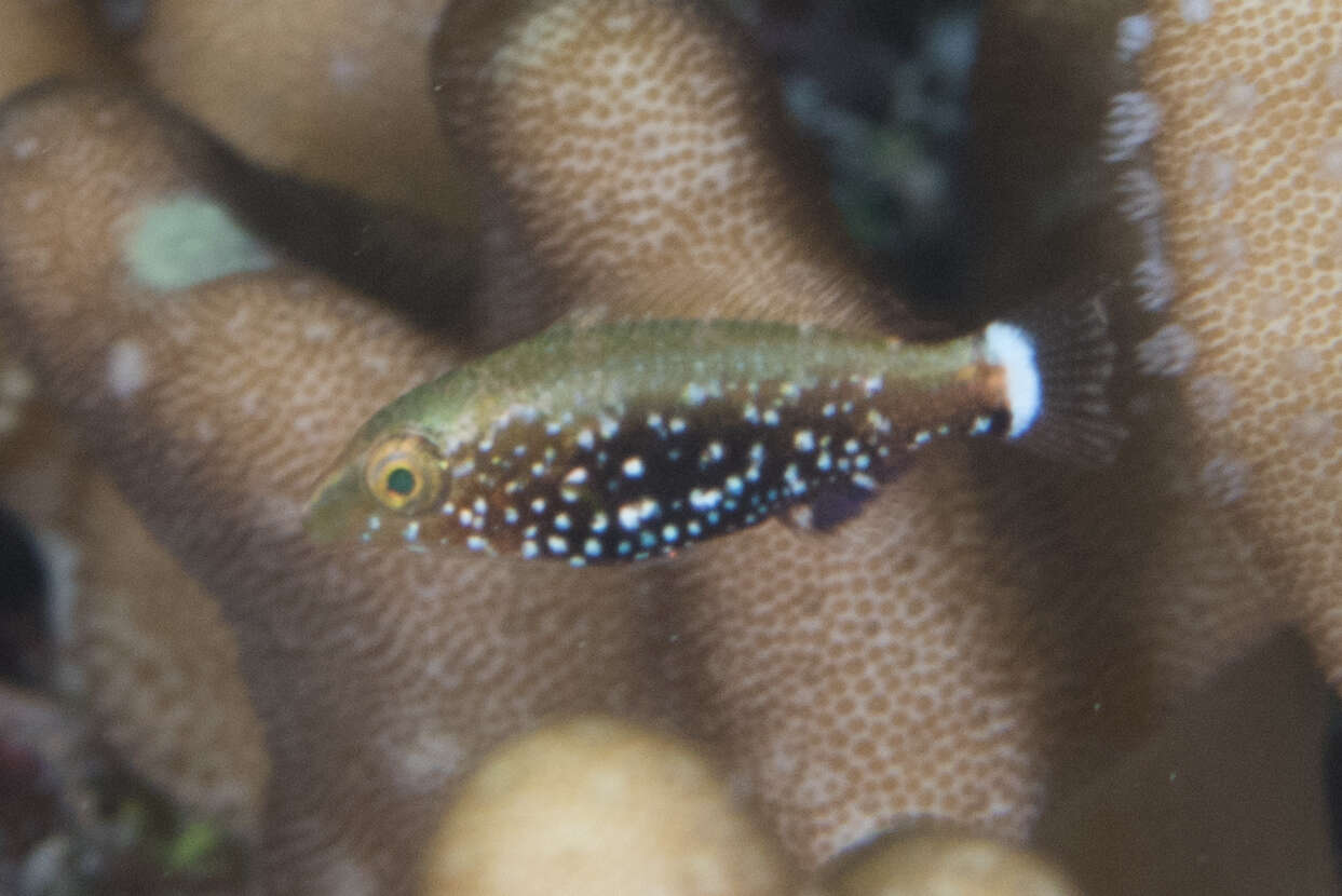 Image of Dusky parrotfish