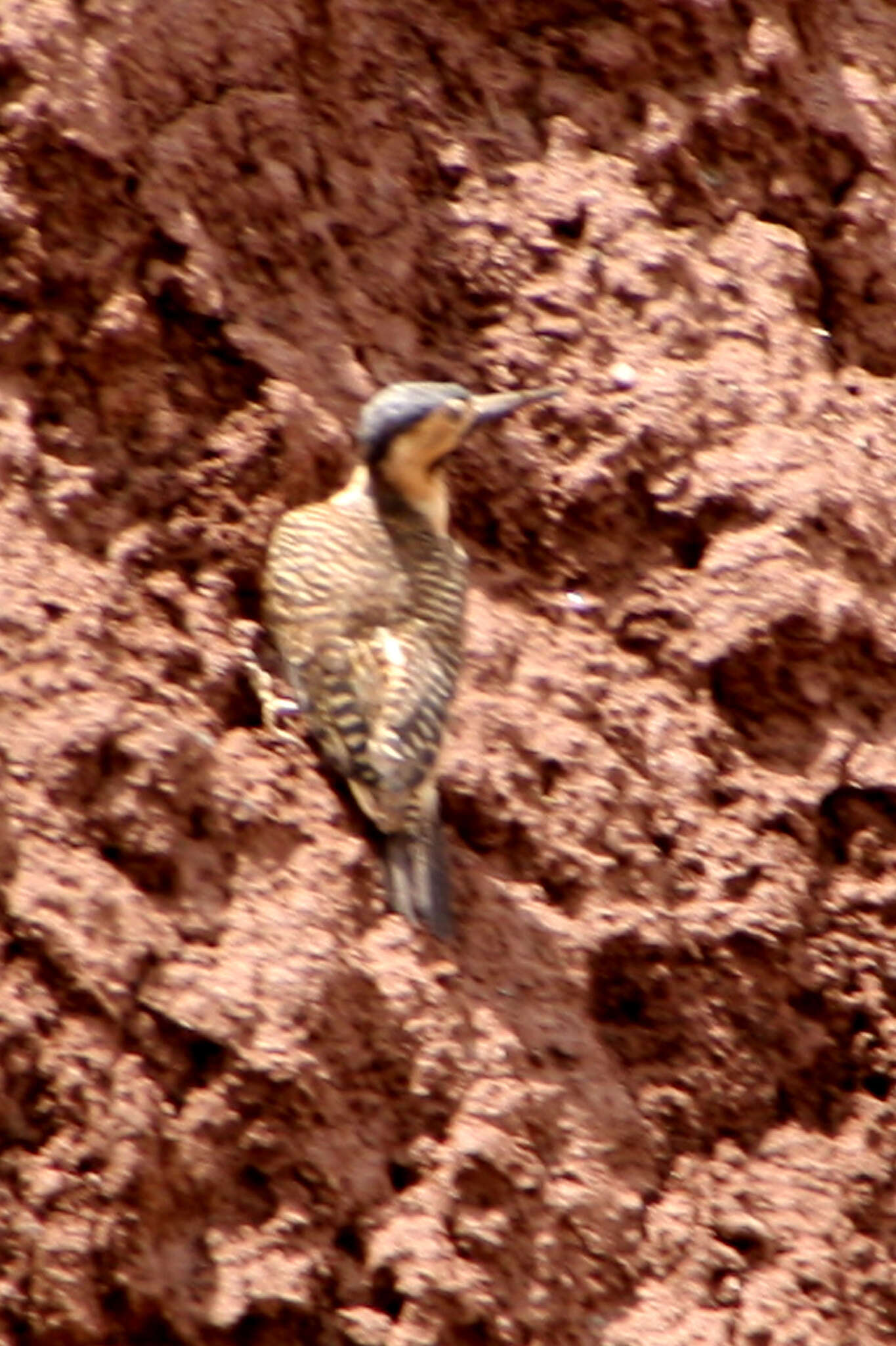 Image of Colaptes rupicola rupicola d'Orbigny 1840