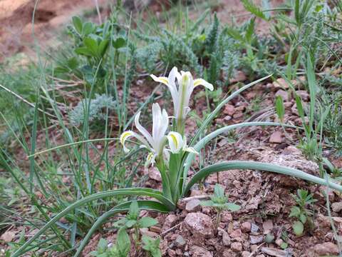 Image de Iris linifoliiformis (Khalk.) Tojibaev & Turginov