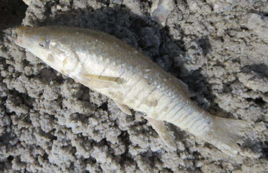 Image of Longnose Killifish