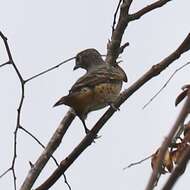 Image of Blue Cotinga