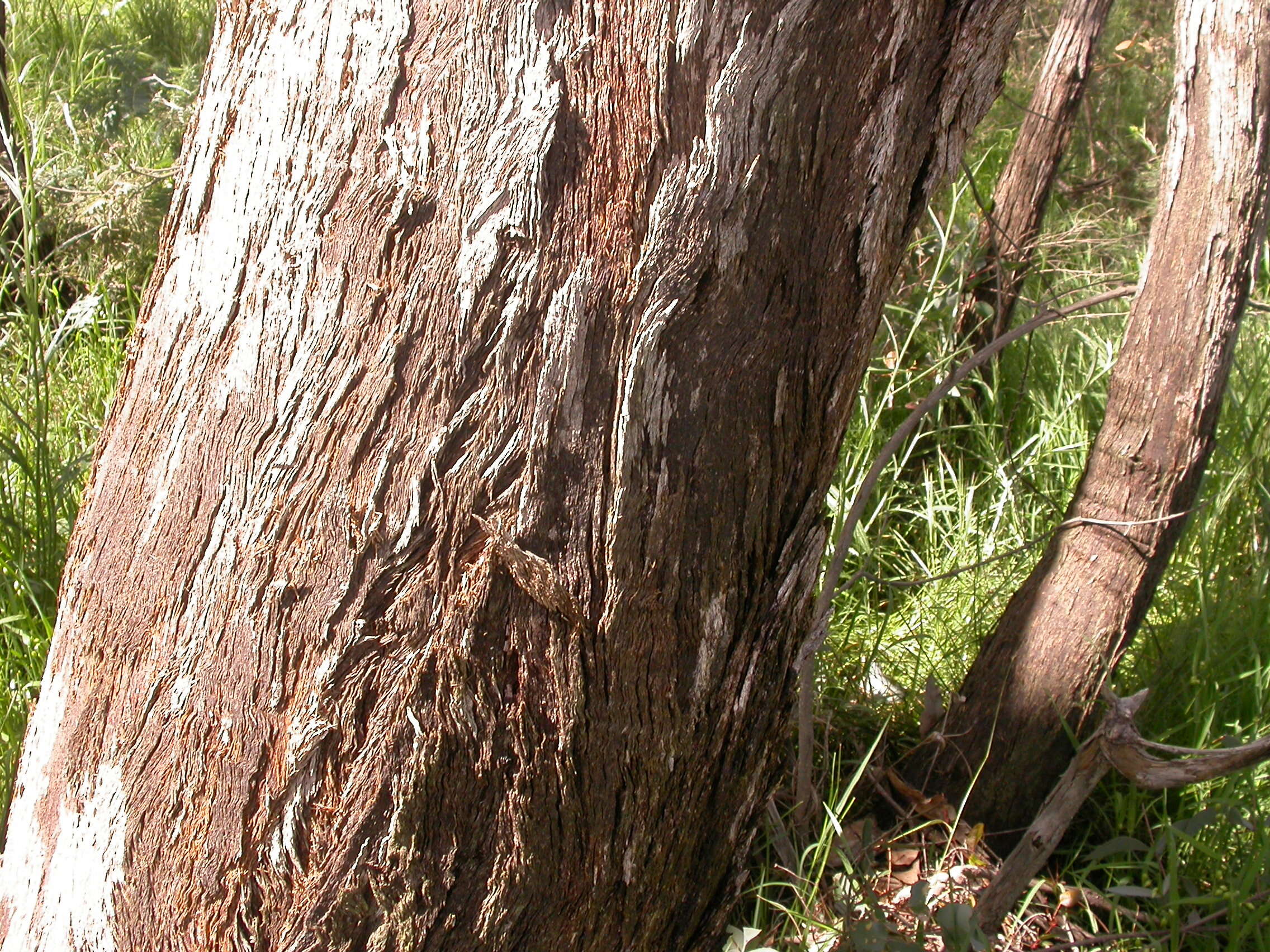 صورة Eucalyptus macrorhyncha F. Müll.