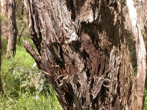 صورة Eucalyptus macrorhyncha F. Müll.