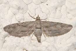 Слика од Eupithecia phoeniceata Rambur 1834