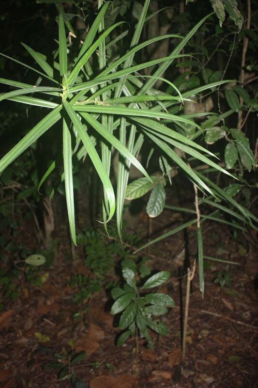 Image of Small-leaved dragon tree