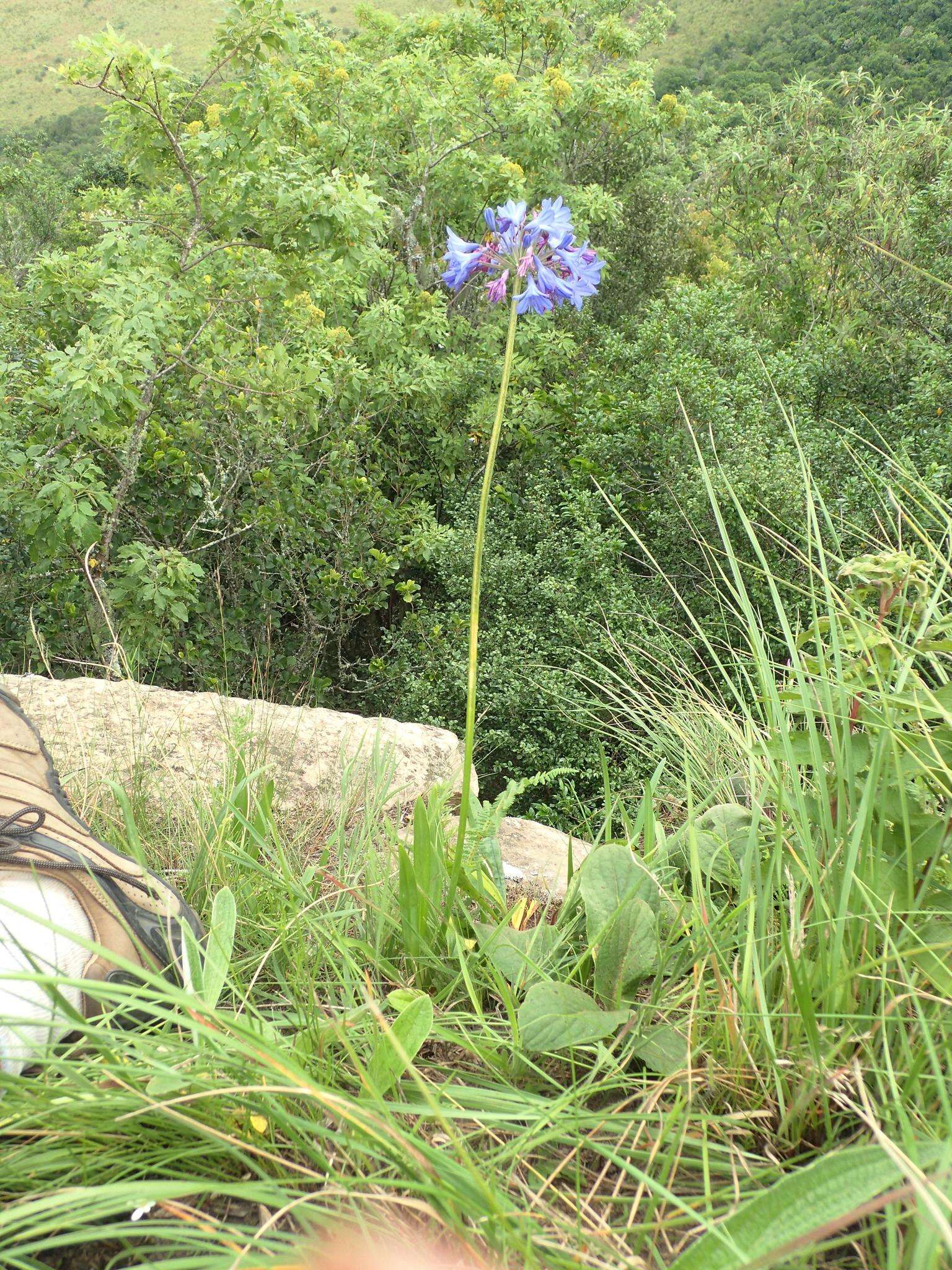 Image of Agapanthus campanulatus subsp. campanulatus