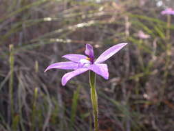 Imagem de Caladenia major (R. Br.) Rchb. fil.