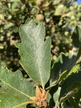 Image of hybrid oak