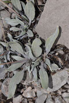 Image of Havard's buckwheat