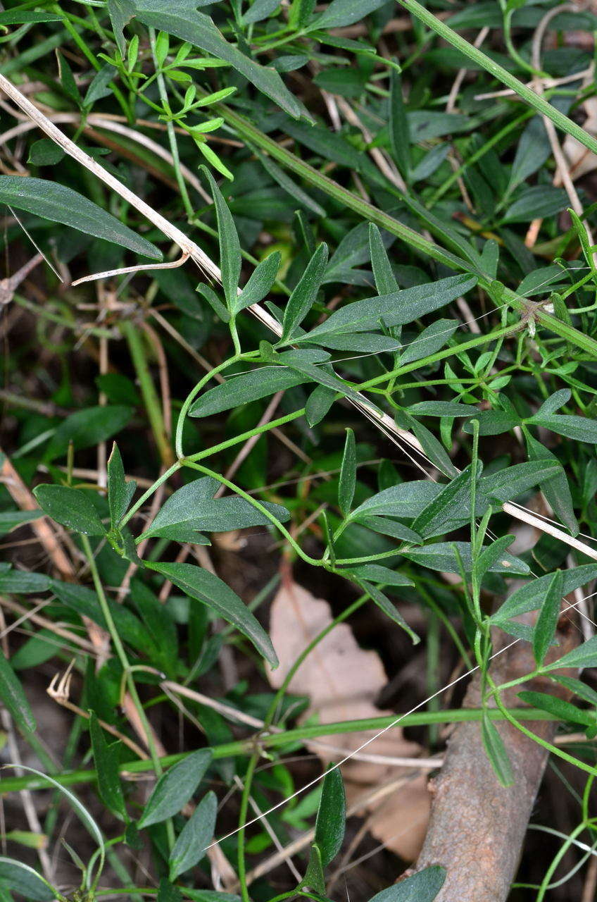 Image of Clematis decipiens H. Eichler ex Jeanes