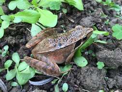 Image of Rana longicrus Stejneger 1898