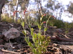 Image of Gonocarpus tetragynus Labill.