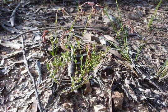 Image of Gonocarpus tetragynus Labill.