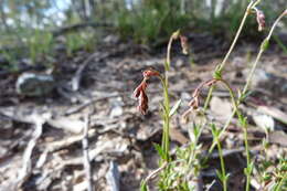 Image of Gonocarpus tetragynus Labill.