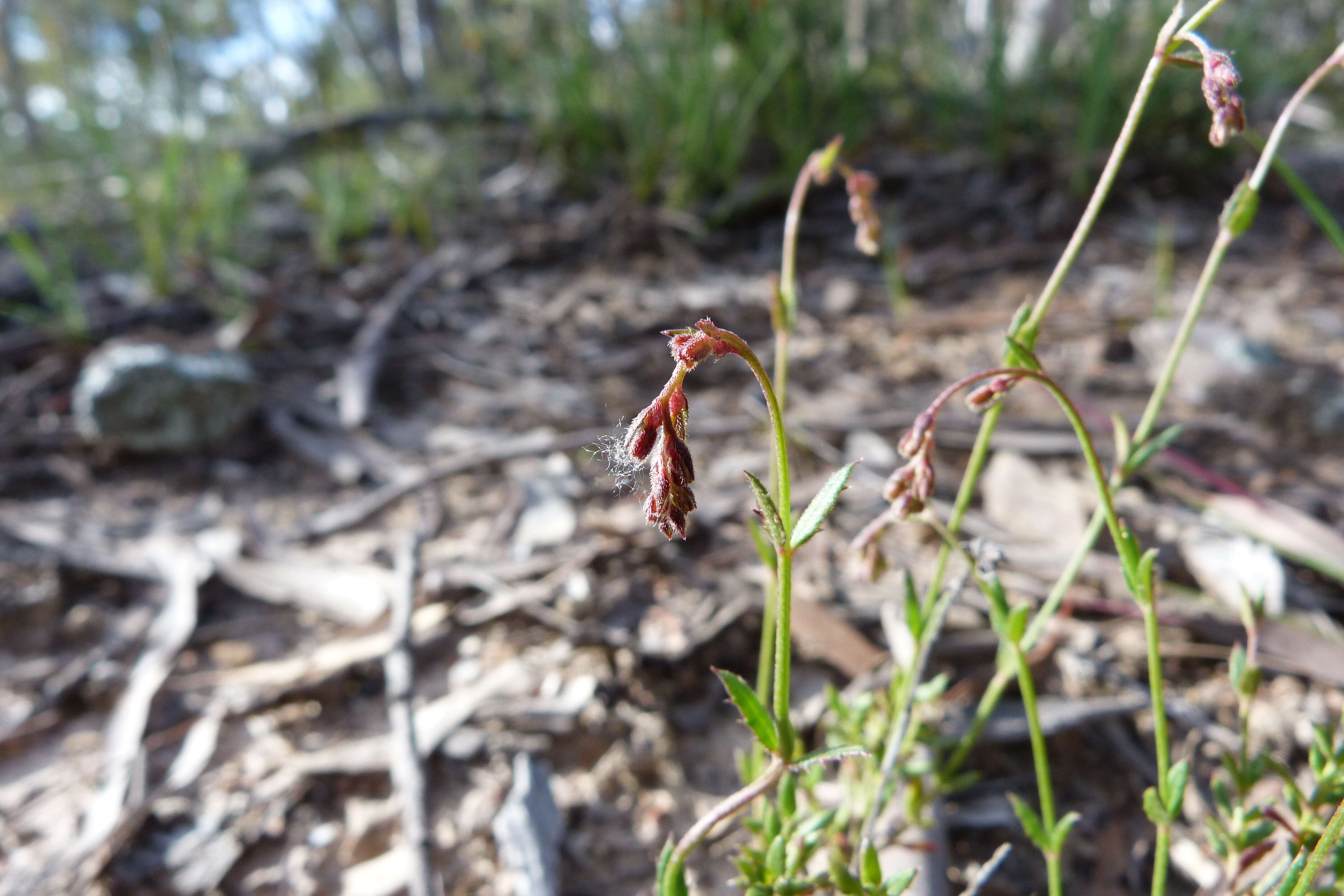 Image of Gonocarpus tetragynus Labill.