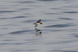 Image of Balearic Shearwater