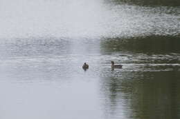 Image of Yellow-billed Teal