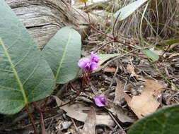 Image of coral-pea