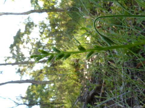 Image of Microtis parviflora