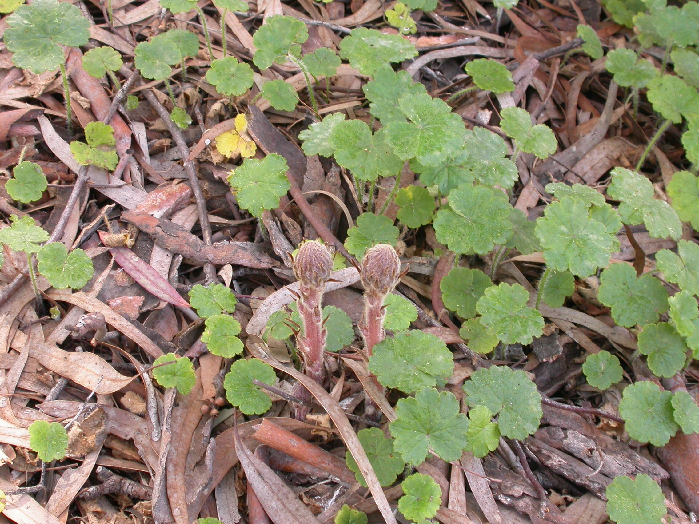 Image of clover broomrape