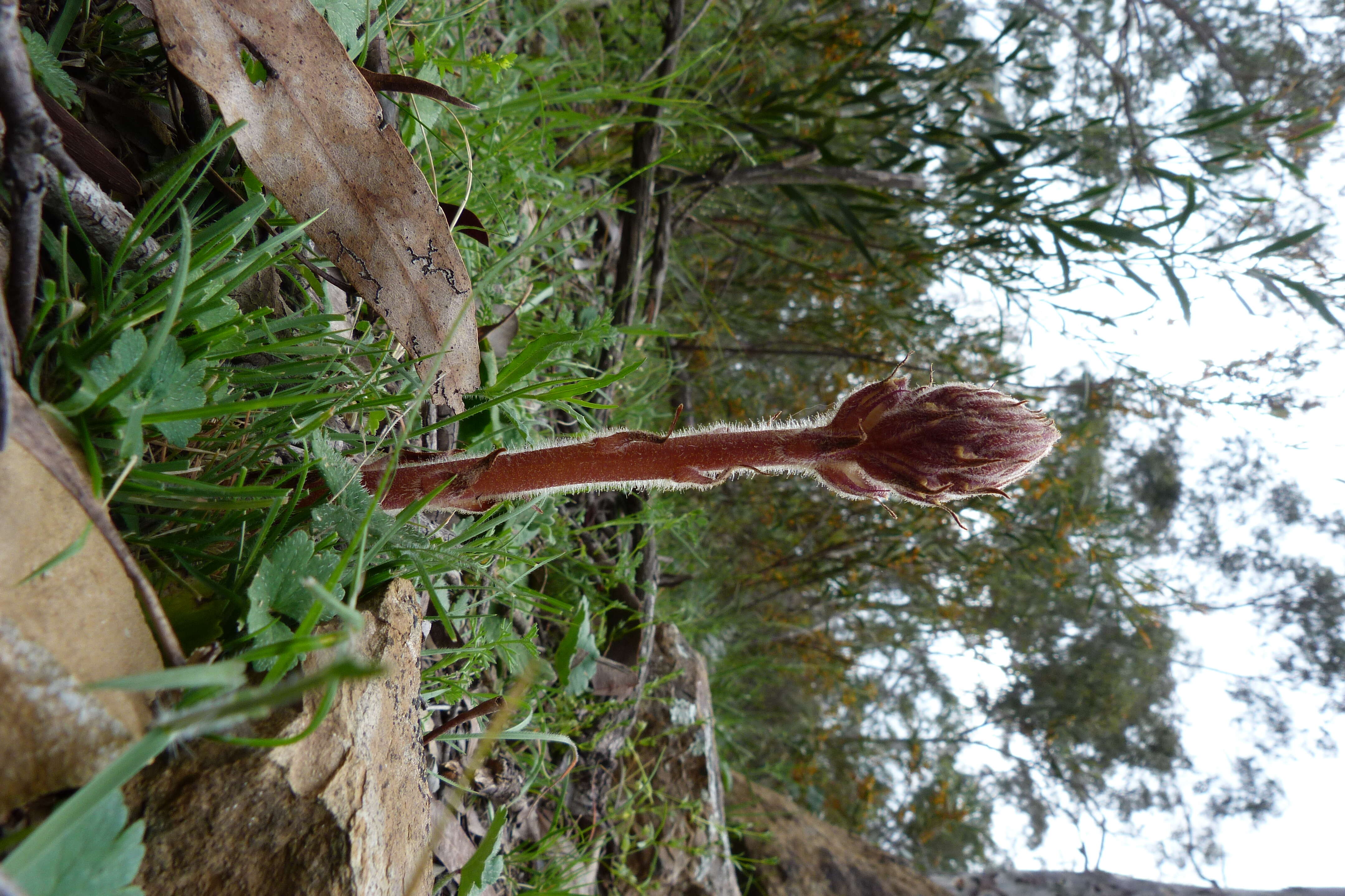 Image of clover broomrape