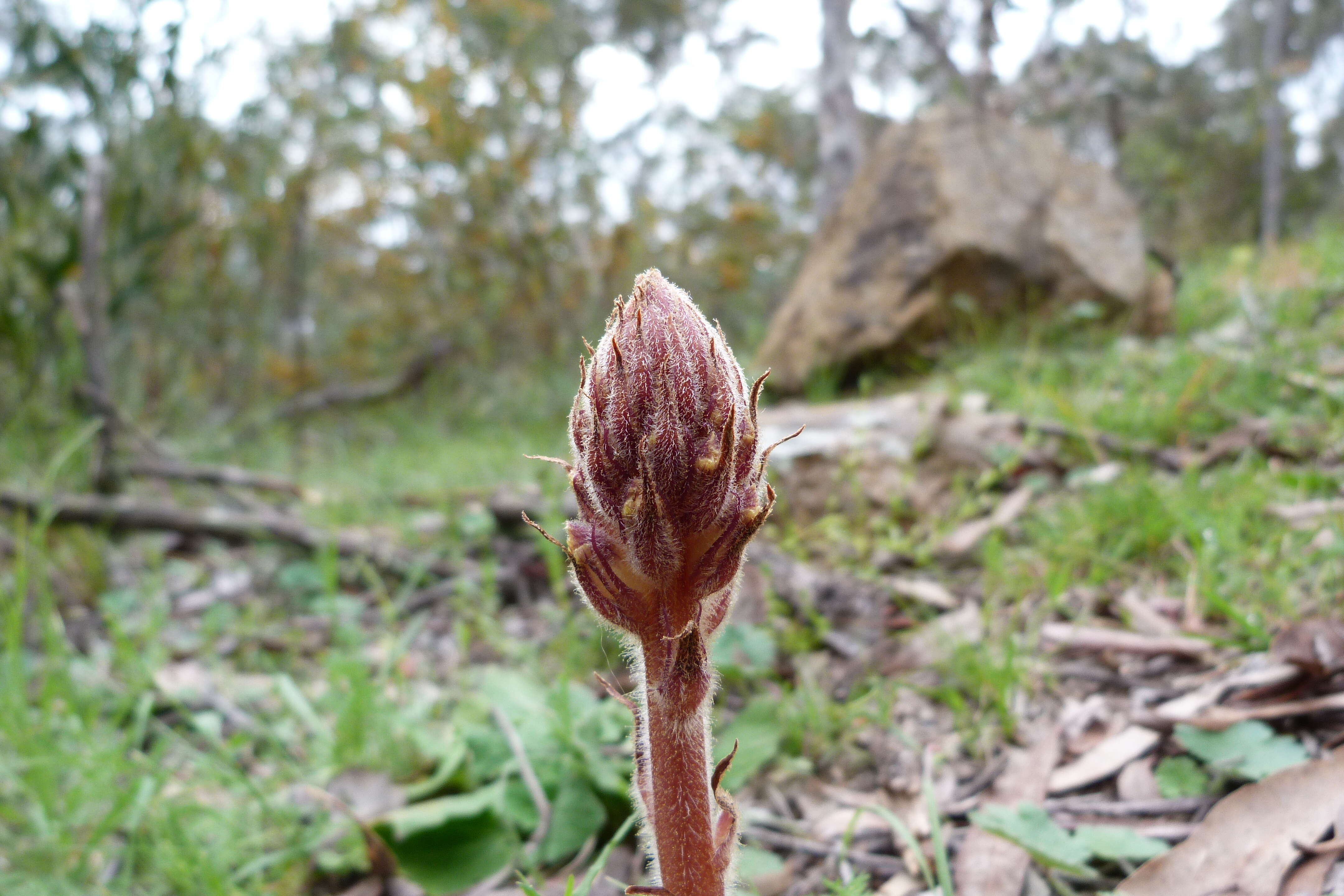 Image of clover broomrape