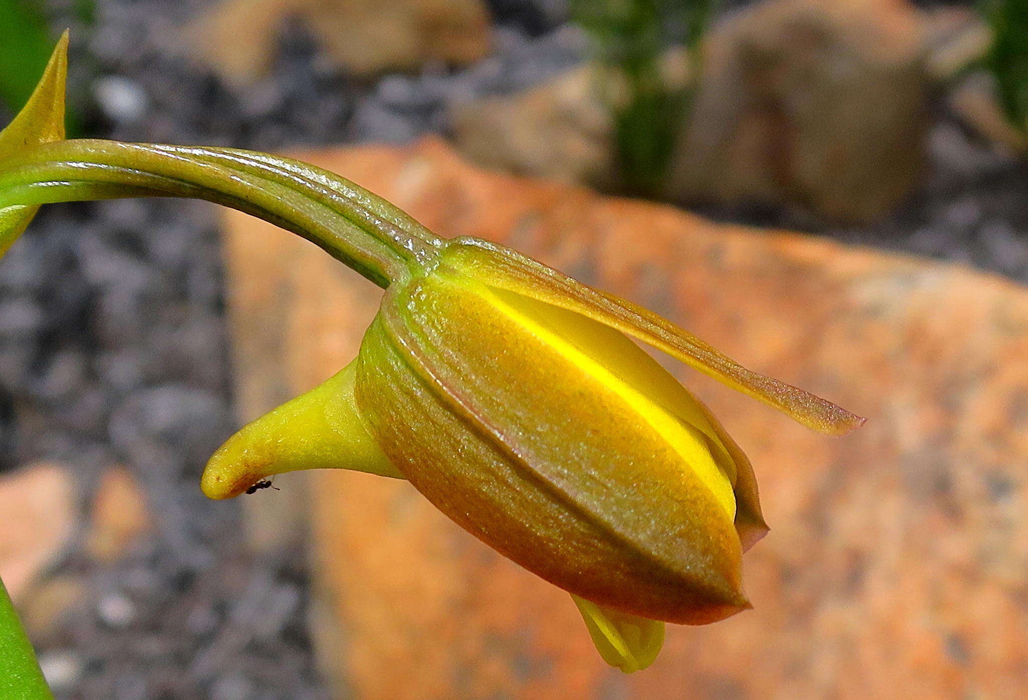 Eulophia platypetala Lindl.的圖片