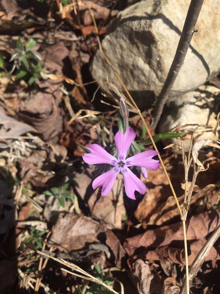 Imagem de Phlox bifida subsp. stellaria (A. Gray) Wherry