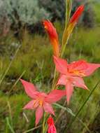 Imagem de Gladiolus quadrangularis (Burm. fil.) Aiton