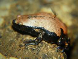 Image of West African Rubber Frog
