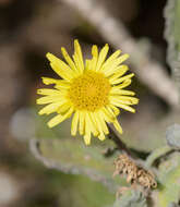 صورة Pulicaria lanata E. Gamal-Eldin