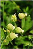 Image of Silene vulgaris subsp. bosniaca (G. Beck) Janchen ex Greuter, Burdet & Long