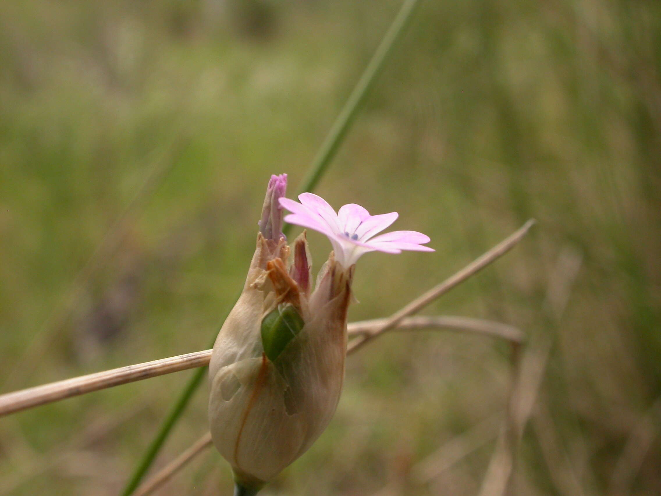 Image of proliferous pink