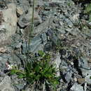 Image of rough oldenlandia
